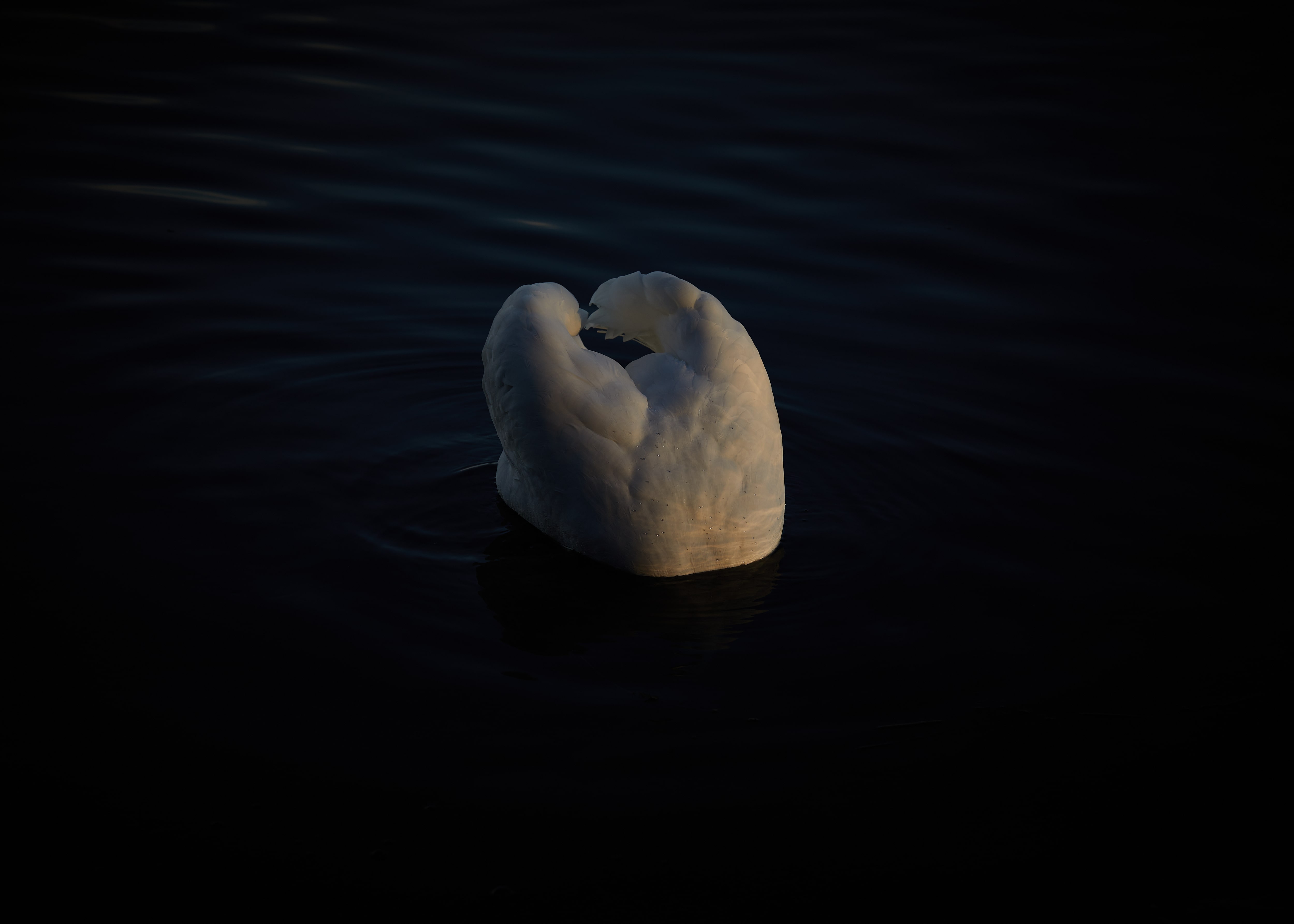 DREAMS ON WATER