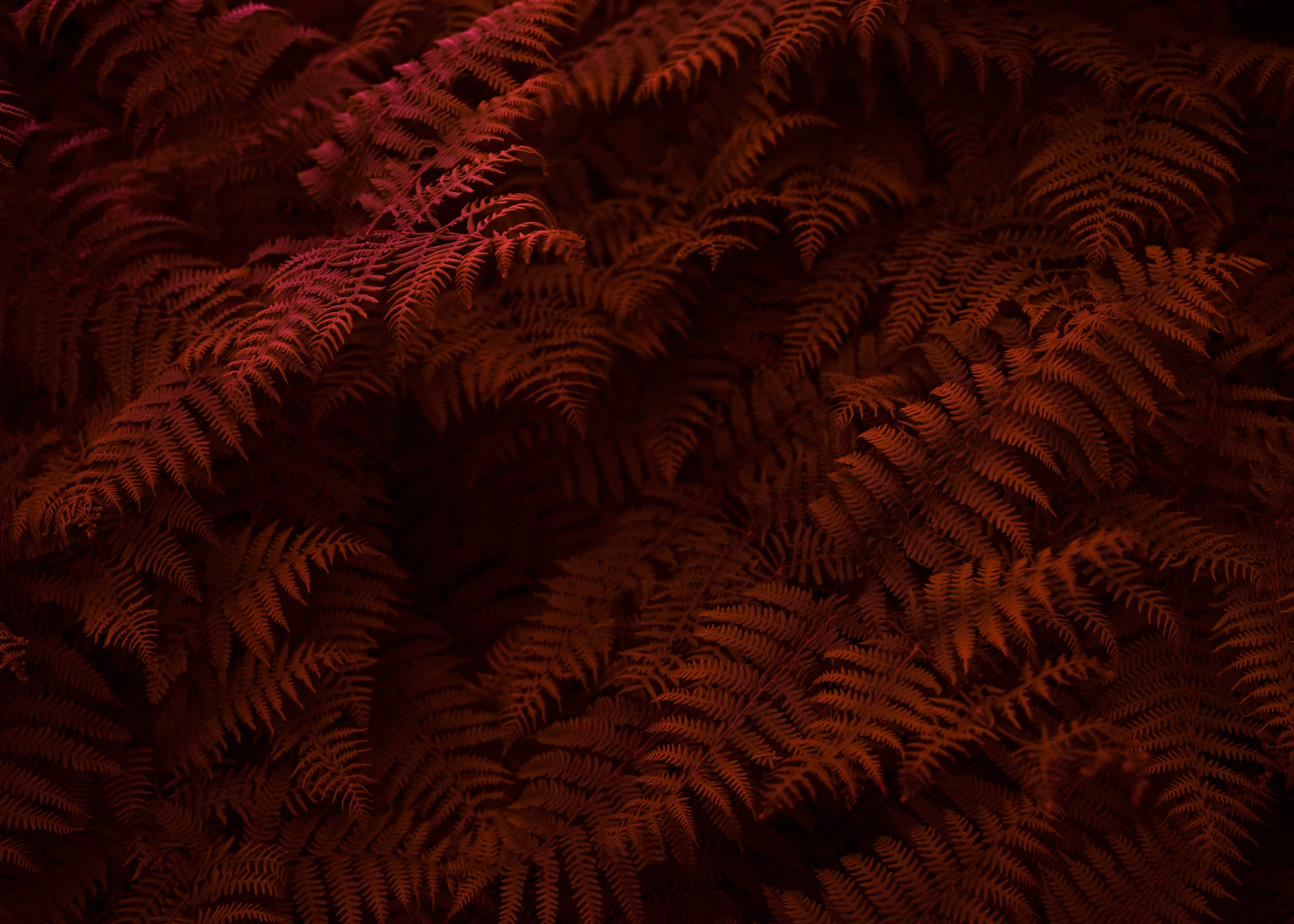 RED FERN